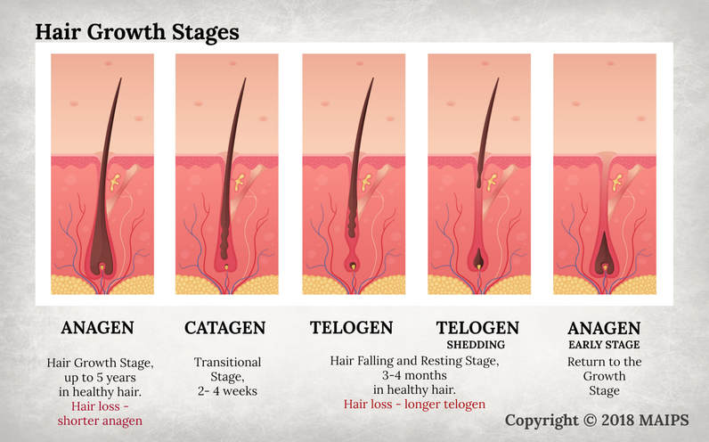 The cycle of anagen, catagen, telogen